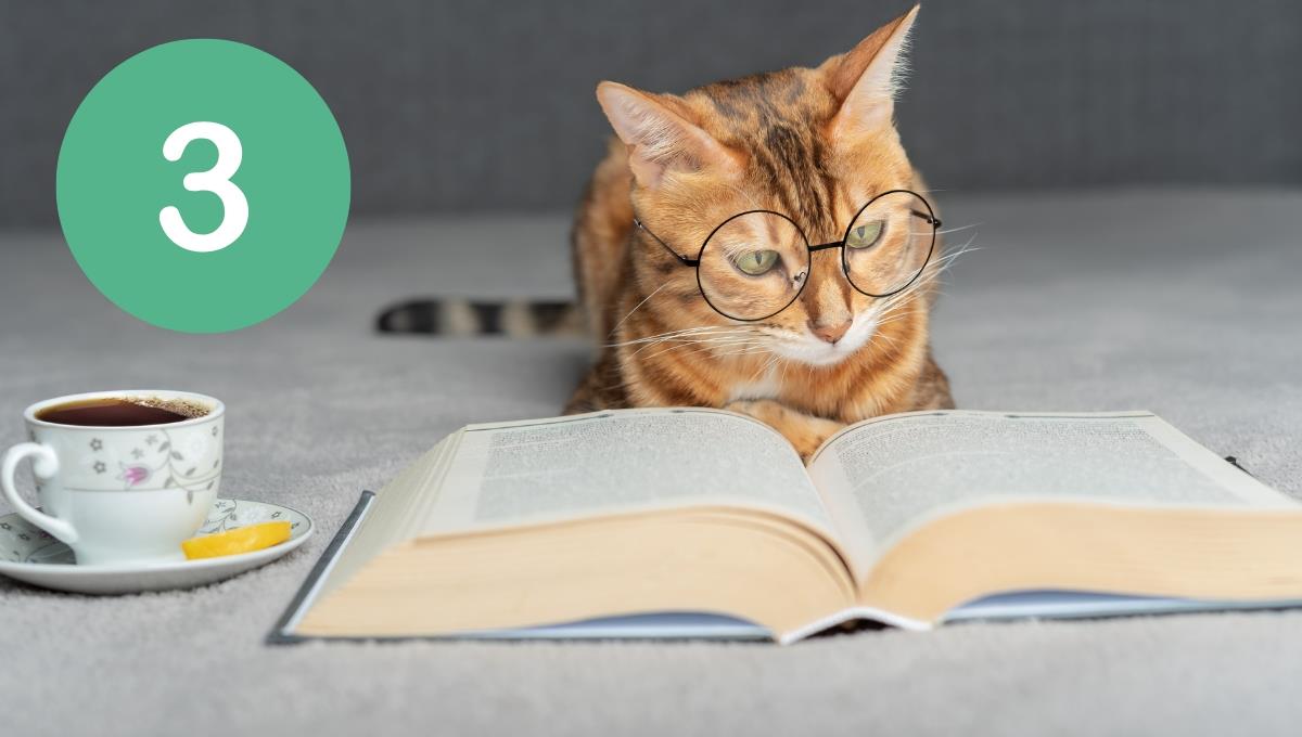 Las 3 razas de gatos que son las más inteligentes del mundo